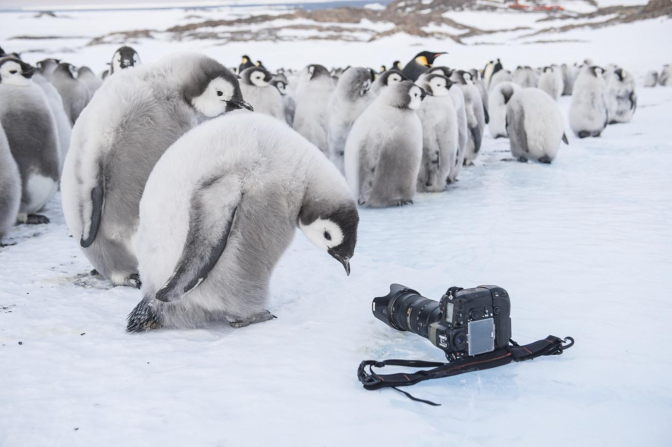 Die Reise der Pinguine 2