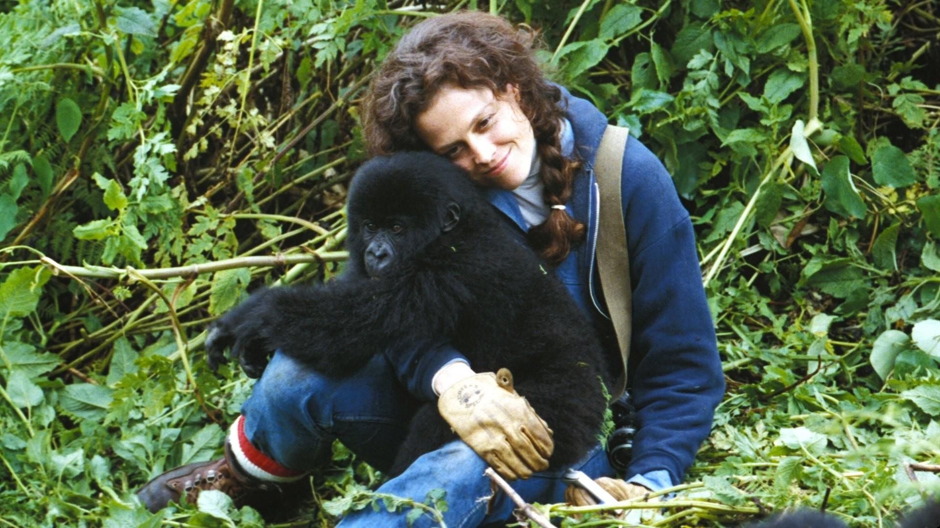 Gorillas im Nebel
